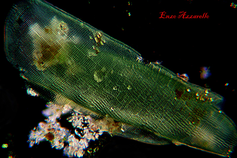Merismopedia - campo scuro - Rheinberg - campo chiaro